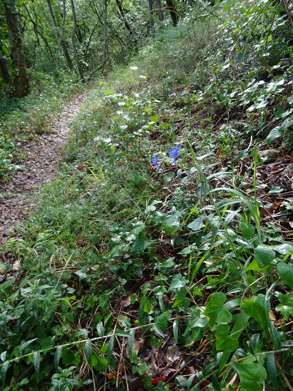 Aegonychon purpurocaeruleum (= Buglossoides purpurocaerulea) - Boraginaceae